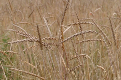 Dinkel